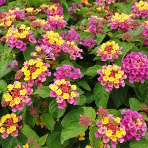 Lantana